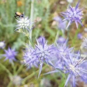 Phyllotocus navicularis at Weston, ACT - 30 Jan 2022