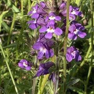 Euphrasia caudata at Cotter River, ACT - 27 Jan 2022