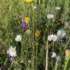 Euphrasia caudata at Cotter River, ACT - 27 Jan 2022