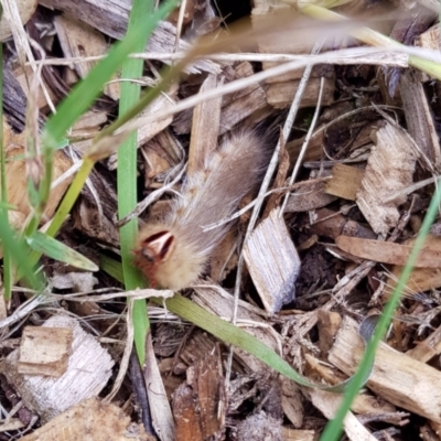 Anthela (genus) immature (Unidentified Anthelid Moth) at Weston, ACT - 30 Jan 2022 by AliceH