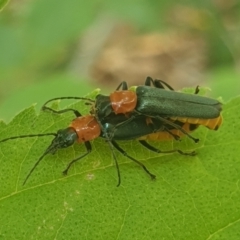 Chauliognathus tricolor (Tricolor soldier beetle) at Turner, ACT - 31 Jan 2022 by LD12