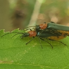 Chauliognathus tricolor at Turner, ACT - 31 Jan 2022 02:03 PM