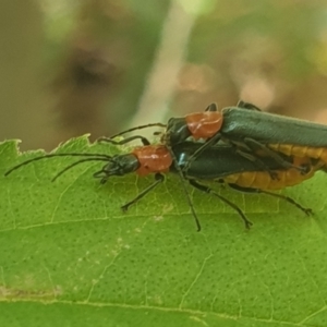 Chauliognathus tricolor at Turner, ACT - 31 Jan 2022 02:03 PM