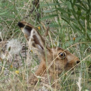 Lepus capensis at Kowen, ACT - 31 Jan 2022 05:11 PM