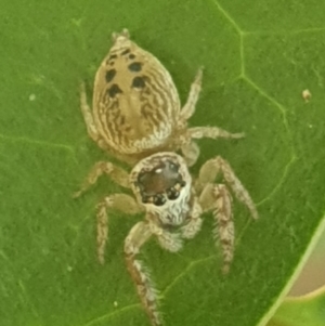 Opisthoncus grassator at Turner, ACT - 31 Jan 2022 01:58 PM