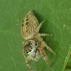 Opisthoncus grassator at Turner, ACT - 31 Jan 2022 01:58 PM