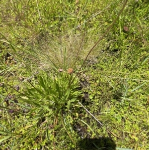 Brachyscome scapigera at Cotter River, ACT - 27 Jan 2022