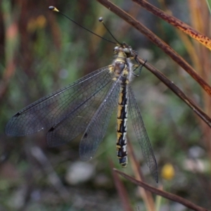 Suhpalacsa sp. (genus) at Fadden, ACT - 31 Jan 2022 11:37 AM