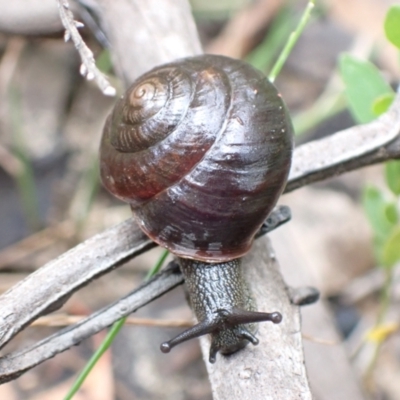 Sauroconcha jervisensis (Jervis Bay Forest Snail) at Yerriyong, NSW - 23 Jan 2022 by AnneG1