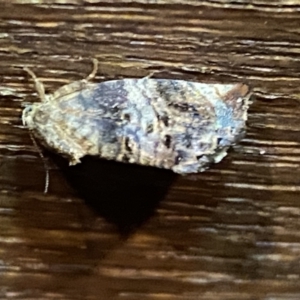 Peritropha oligodrachma at Jerrabomberra, NSW - 31 Jan 2022