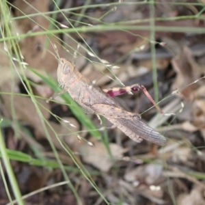 Pardillana limbata at Murrumbateman, NSW - 31 Jan 2022