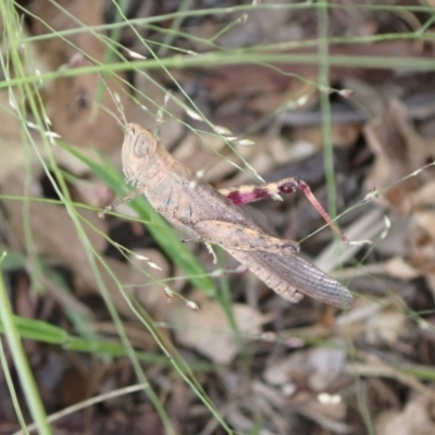 Pardillana limbata (Common Pardillana) at Murrumbateman, NSW - 31 Jan 2022 by SimoneC