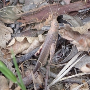 Pardillana limbata at Murrumbateman, NSW - 31 Jan 2022