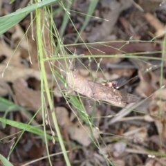 Pardillana limbata at Murrumbateman, NSW - 31 Jan 2022 05:41 PM