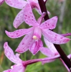 Dipodium roseum (Rosy Hyacinth Orchid) at Tianjara, NSW - 24 Jan 2022 by AnneG1