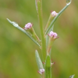 Lythrum hyssopifolia at Cook, ACT - 31 Jan 2022 07:31 AM