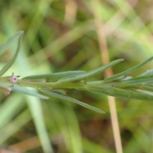 Lythrum hyssopifolia at Cook, ACT - 31 Jan 2022