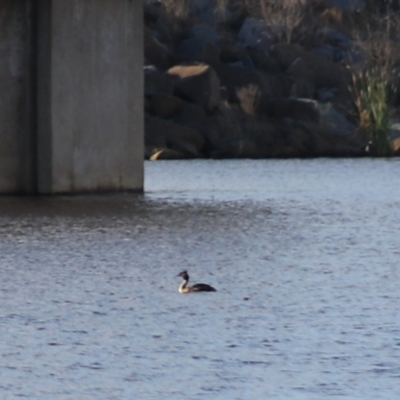 Podiceps cristatus (Great Crested Grebe) at Wayo, NSW - 31 Jan 2022 by Rixon