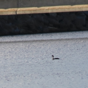 Podiceps cristatus at Wayo, NSW - 31 Jan 2022 06:58 PM