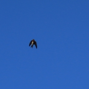 Hirundo neoxena at Wayo, NSW - 31 Jan 2022 06:54 PM