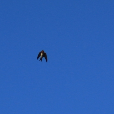 Hirundo neoxena (Welcome Swallow) at Wayo, NSW - 31 Jan 2022 by Rixon