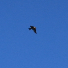 Hirundo neoxena at Wayo, NSW - 31 Jan 2022 06:54 PM