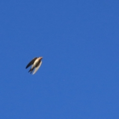 Hirundo neoxena at Wayo, NSW - 31 Jan 2022 06:54 PM