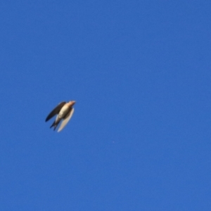 Hirundo neoxena at Wayo, NSW - 31 Jan 2022 06:54 PM