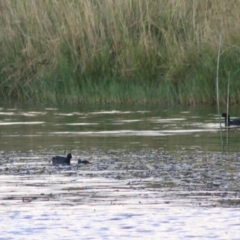 Fulica atra (Eurasian Coot) at Wayo, NSW - 31 Jan 2022 by Rixon