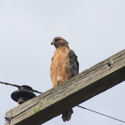 Hieraaetus morphnoides (Little Eagle) at Baw Baw, NSW - 31 Jan 2022 by Rixon