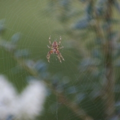 Salsa fuliginata (Sooty Orb-weaver) at Fowles St. Woodland, Weston - 24 Jan 2022 by AliceH