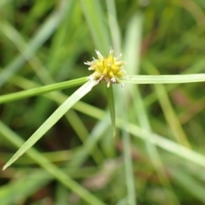 Cyperus sphaeroideus at Cook, ACT - 31 Jan 2022 07:41 AM