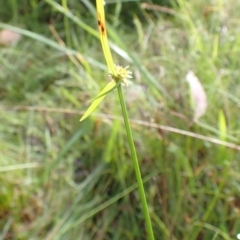 Cyperus sphaeroideus at Cook, ACT - 31 Jan 2022 07:41 AM