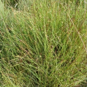 Cyperus sphaeroideus at Cook, ACT - 31 Jan 2022 07:41 AM