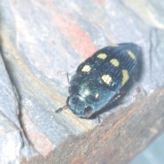 Astraeus (Astraeus) pygmaeus (A small Casuarina jewel beetle.) at Tennent, ACT - 31 Jan 2022 by Harrisi