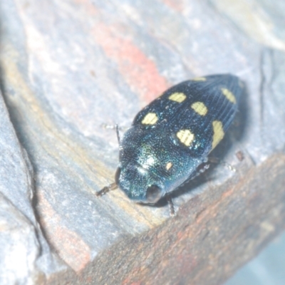 Astraeus (Astraeus) pygmaeus (A small Casuarina jewel beetle.) at Tennent, ACT - 31 Jan 2022 by Harrisi