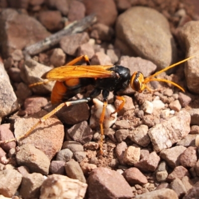 Cryptocheilus australis (Golden spider wasp) at The Rock, NSW - 27 Mar 2021 by Tammy