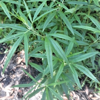 Zieria caducibracteata (Large-bracted Zieria) at Twelve Mile Peg, NSW - 31 Jan 2022 by plants