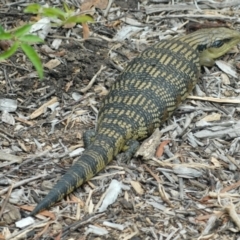 Tiliqua scincoides scincoides (Eastern Blue-tongue) at Aranda, ACT - 30 Jan 2022 by KMcCue