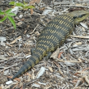 Tiliqua scincoides scincoides at Aranda, ACT - 30 Jan 2022 01:33 PM