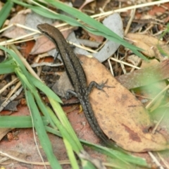 Lampropholis guichenoti (Common Garden Skink) at Aranda, ACT - 30 Jan 2022 by KMcCue