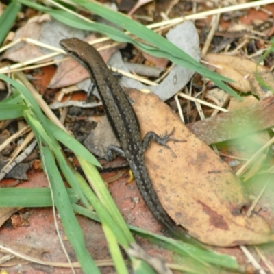 Lampropholis guichenoti (Common Garden Skink) at Aranda, ACT - 30 Jan 2022 by KMcCue