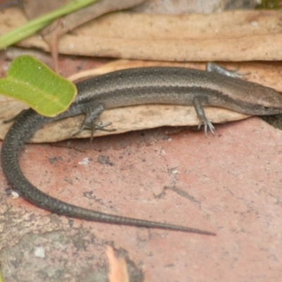 Lampropholis guichenoti (Common Garden Skink) at Aranda, ACT - 30 Jan 2022 by KMcCue