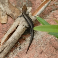 Lampropholis guichenoti (Common Garden Skink) at Aranda, ACT - 30 Jan 2022 by KMcCue