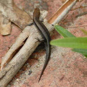 Lampropholis guichenoti at Aranda, ACT - 30 Jan 2022 01:38 PM