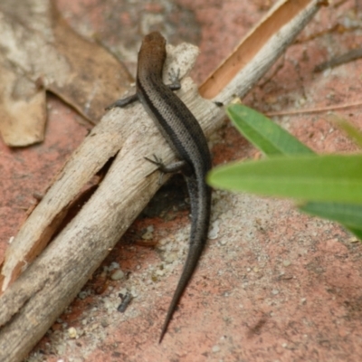 Lampropholis guichenoti (Common Garden Skink) at Aranda, ACT - 30 Jan 2022 by KMcCue