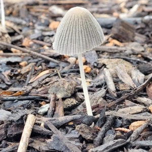 Coprinellus etc. at Lyneham, ACT - 1 Feb 2022