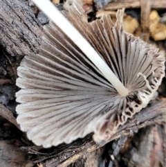 Coprinellus etc. at Lyneham, ACT - 1 Feb 2022