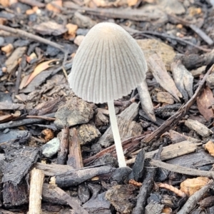 Coprinellus etc. at Lyneham, ACT - 1 Feb 2022