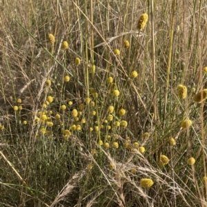 Calocephalus citreus at Watson, ACT - 28 Jan 2022